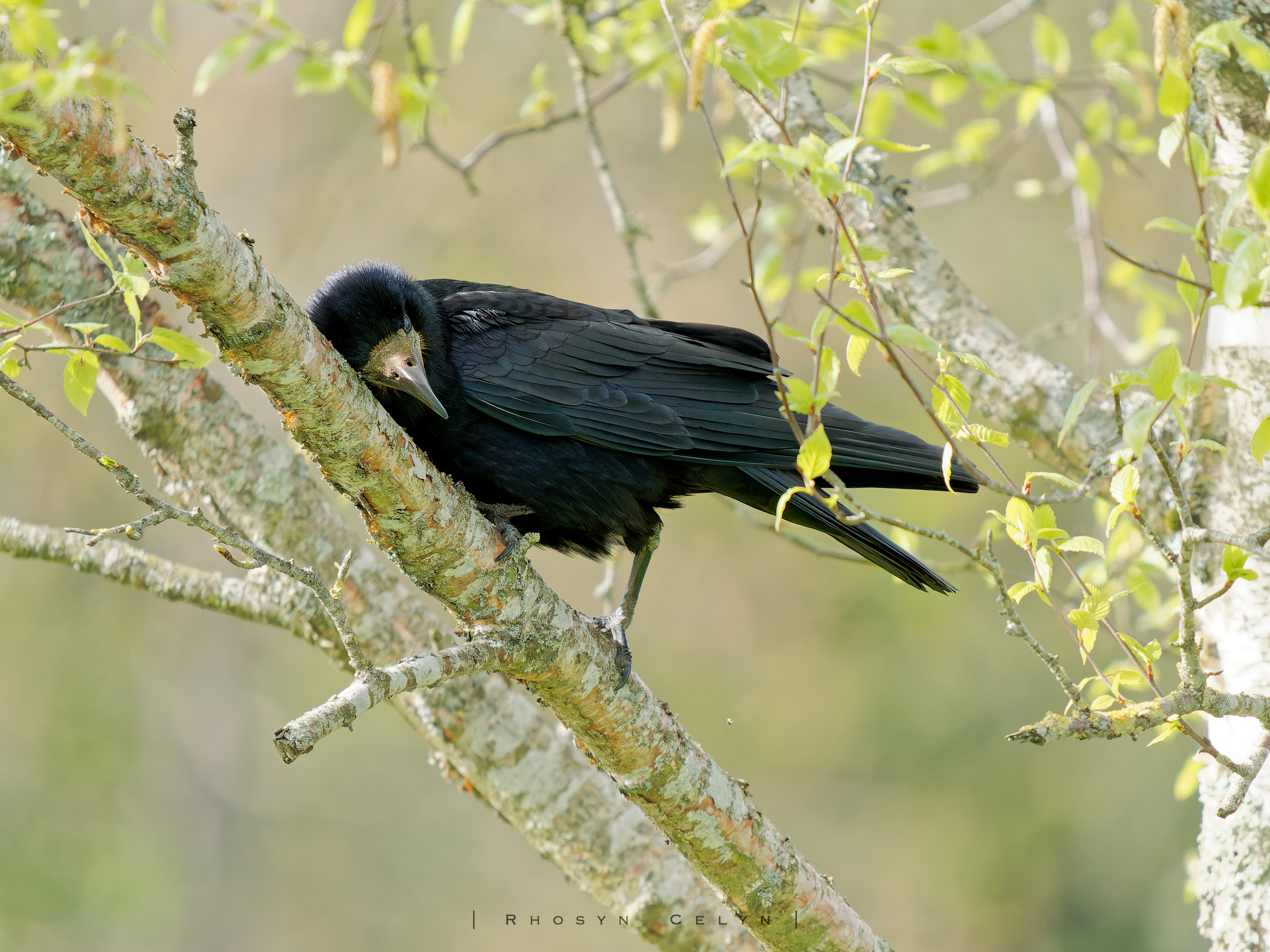 Adult Rook (bird) perched within a tree, head pressed against a tree in mid process of cleaning their beak
