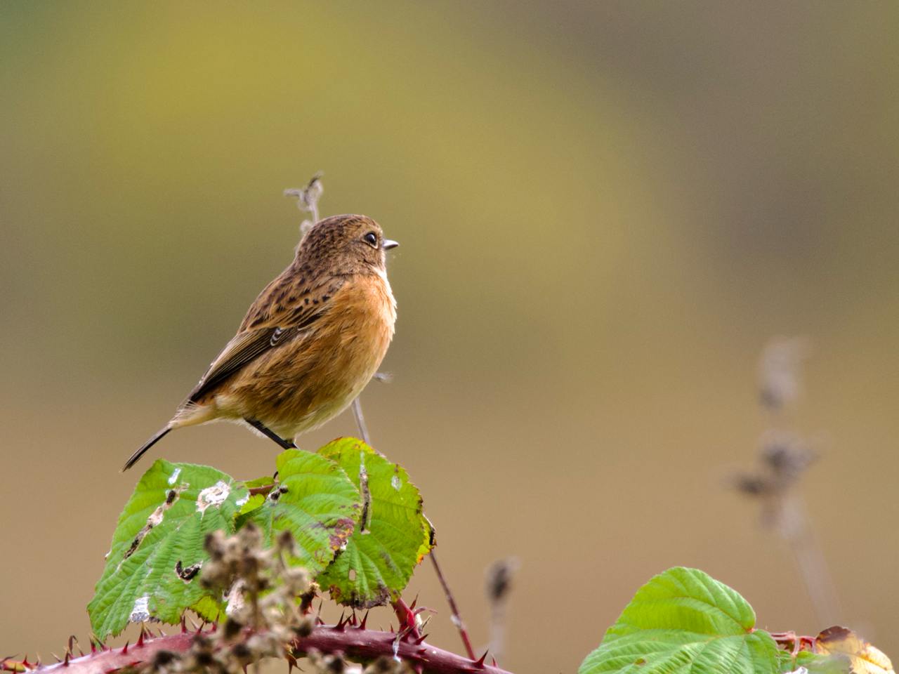 Female Stonechat perched on a bramble, looking away from the camera